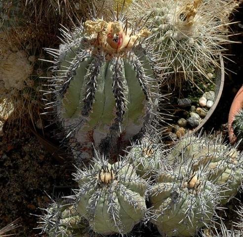 Copiapoa_1